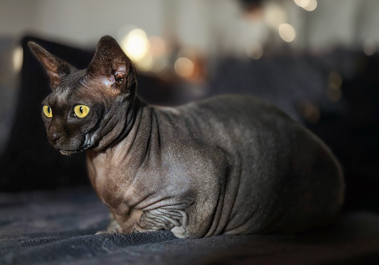 Sphynx-Katze