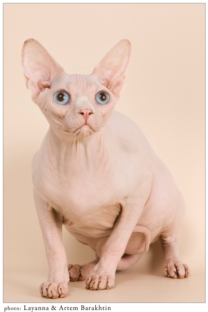 Sphynx "My Pearl Loved Angel "