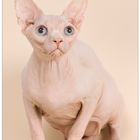 Sphynx "My Pearl Loved Angel "