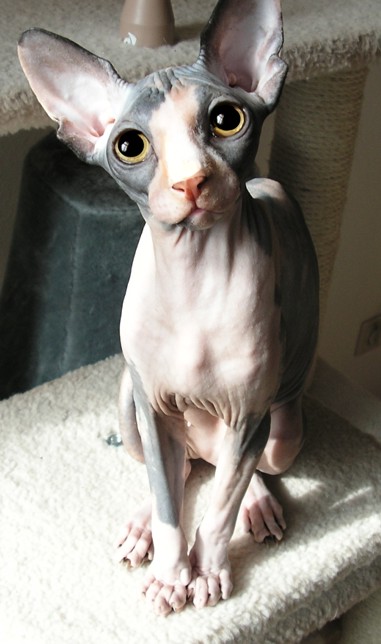 Sphynx - Nacktkatze - Tortie