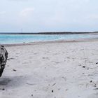 Spiagge Bianche, Rosignano