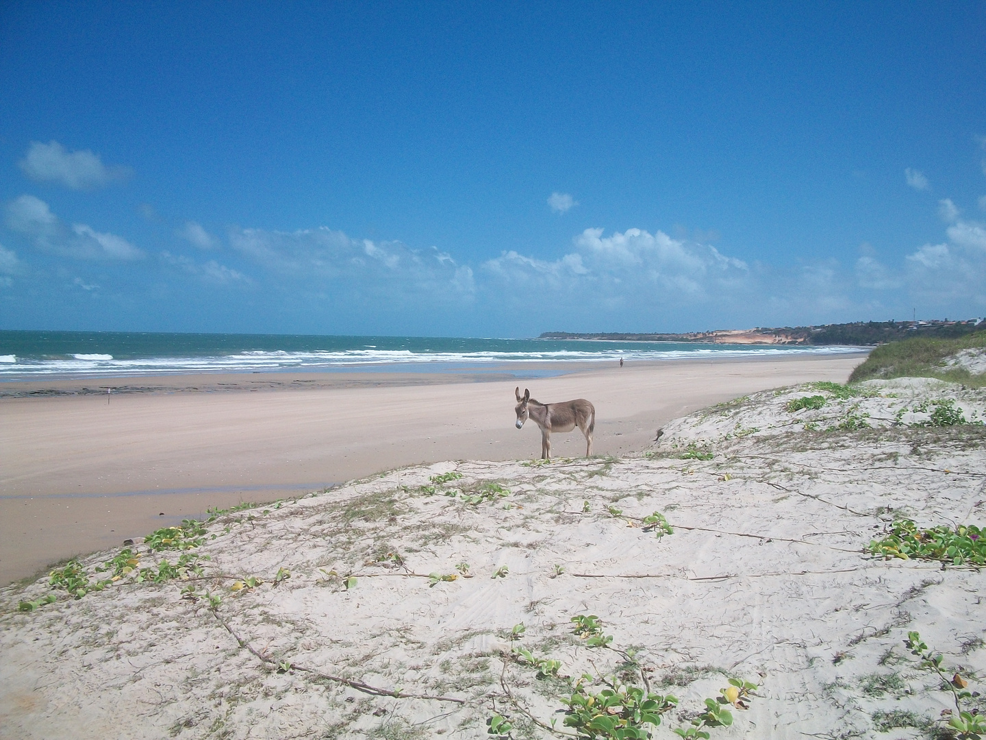 Spiaggia brasiliana