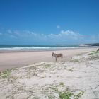 Spiaggia brasiliana