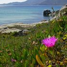 Spiaggia del riso (Villasimius)