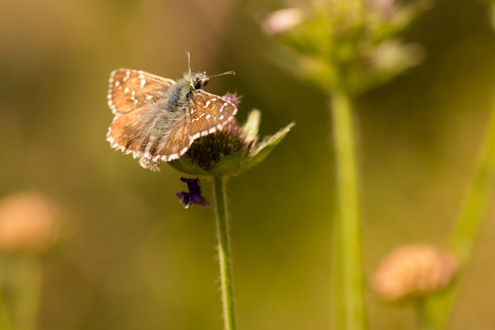 Spialia orbifer