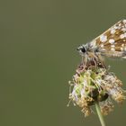 Spialia orbifer » Orbed Red-underwing Skippe