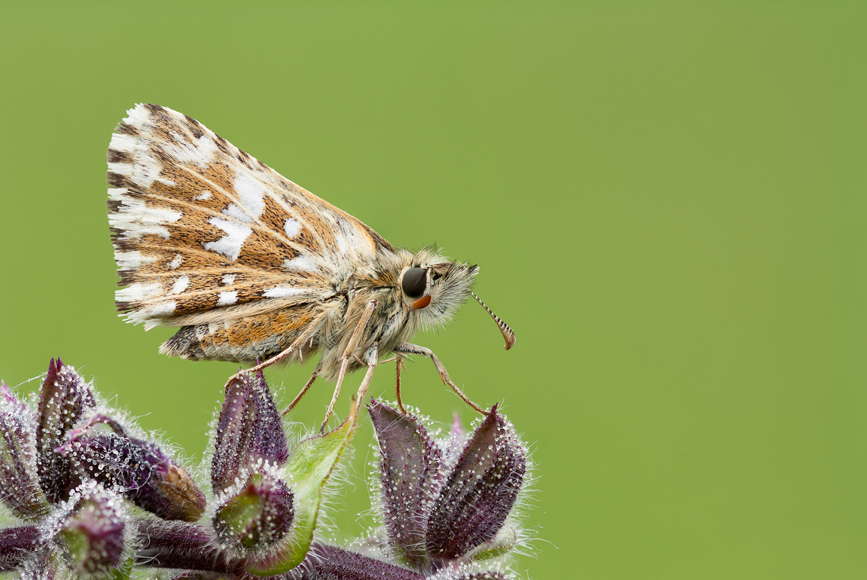 Spialia sertorius