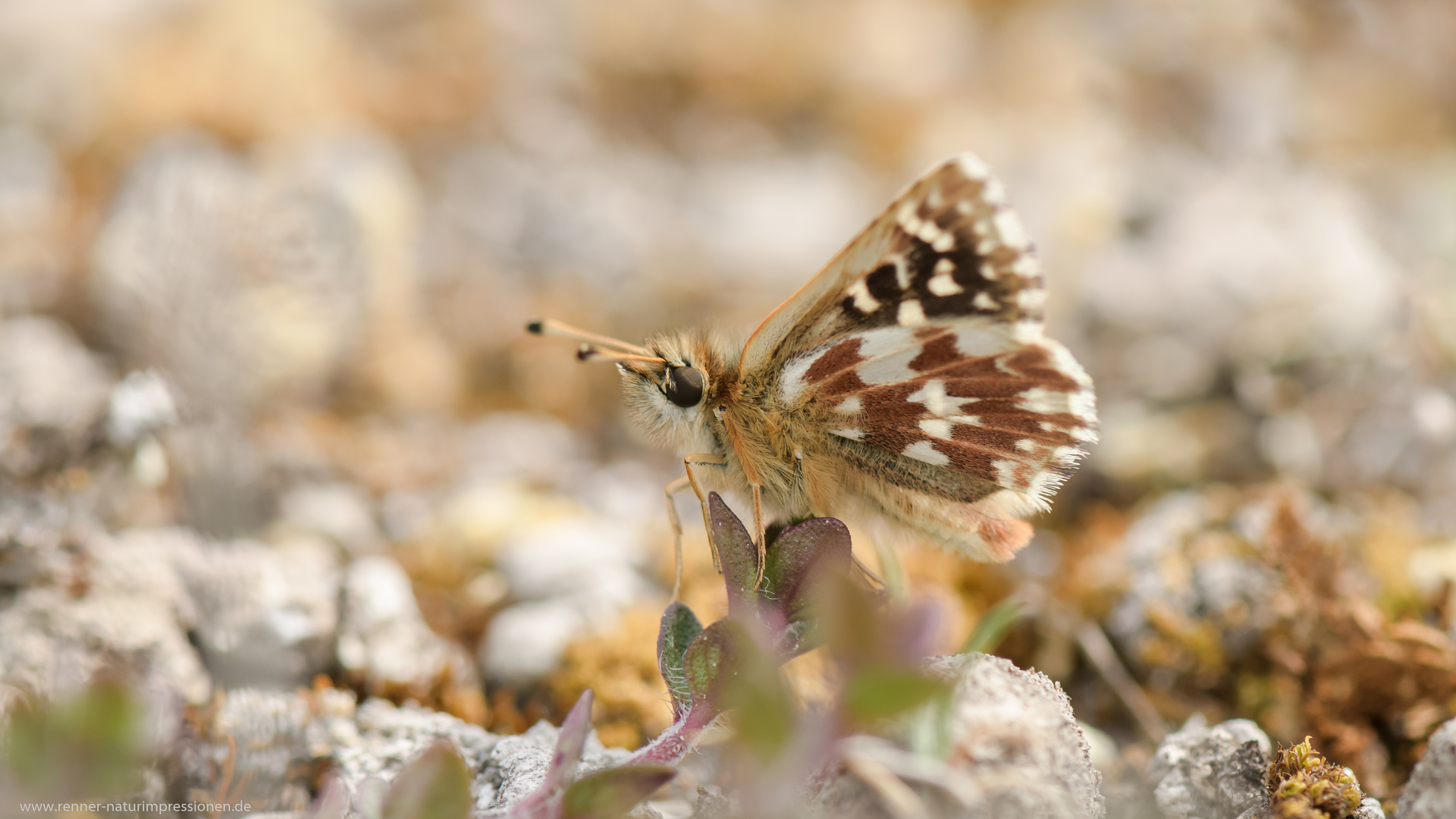 Spialia sertorius 