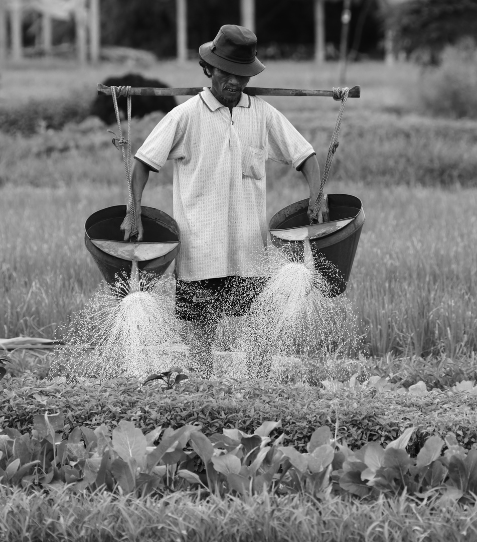 Spices Farmer