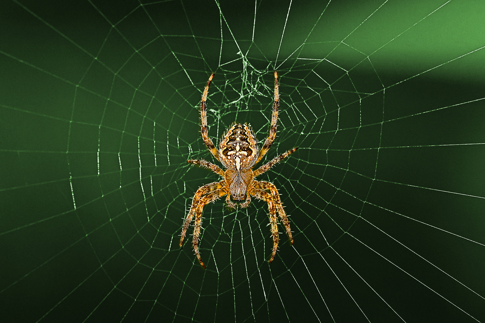 spider