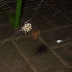 Spider 08/15