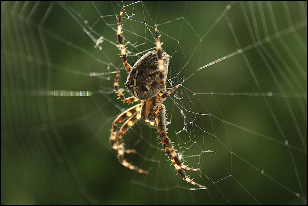 Spider