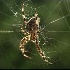 Spider