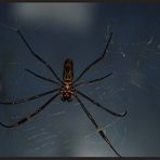 SPIDER 1