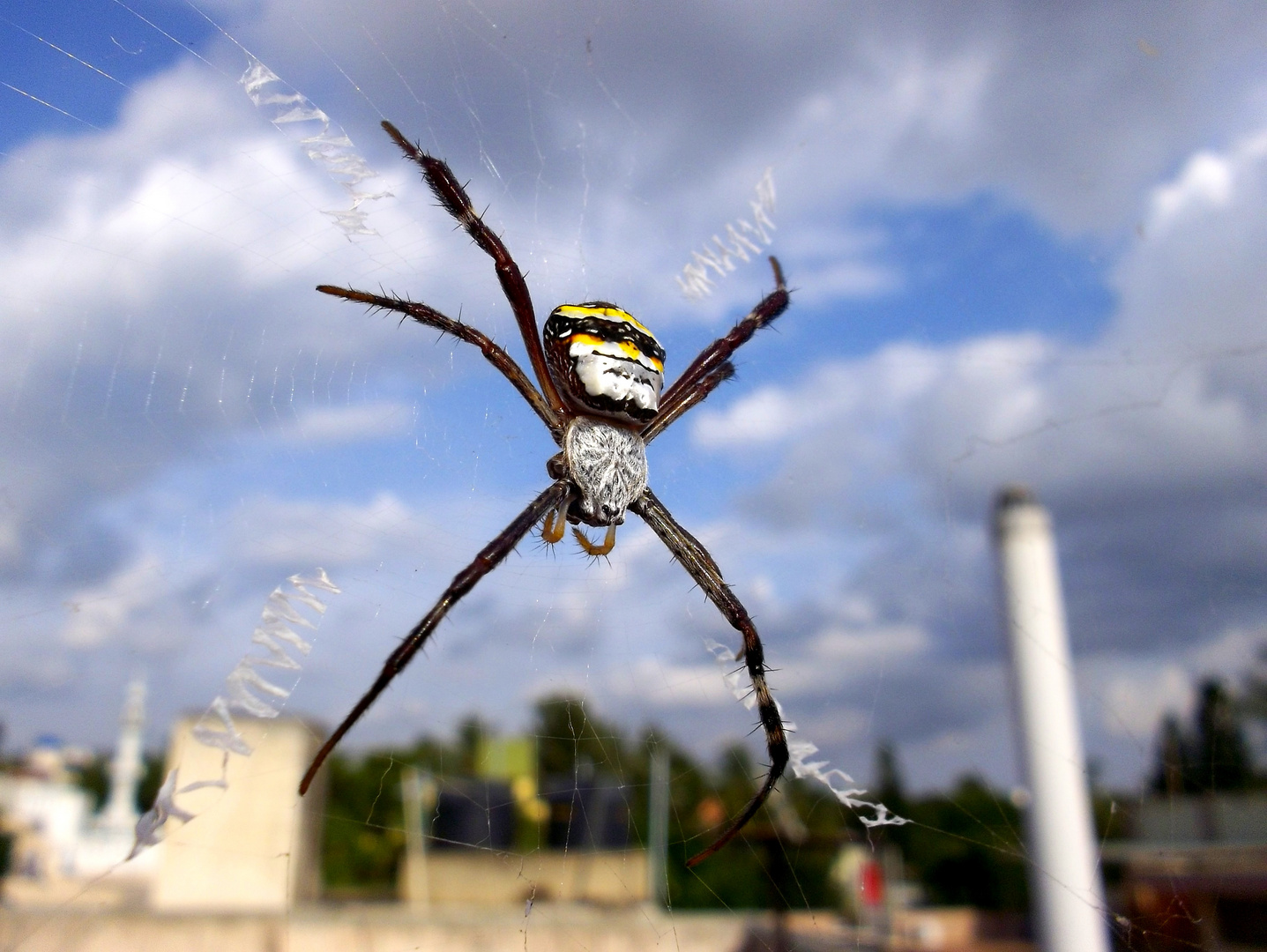 Spider