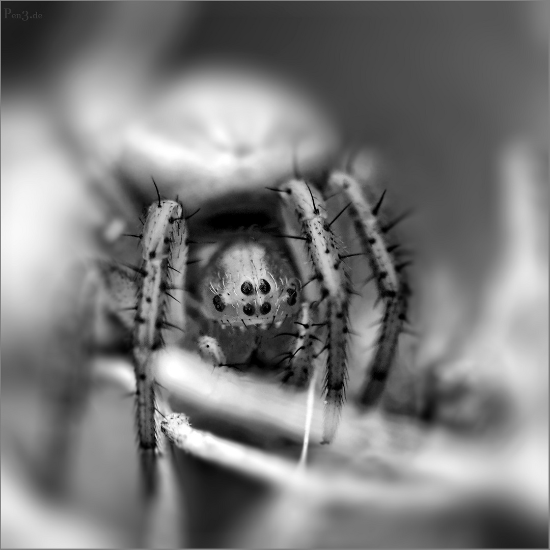 Spider