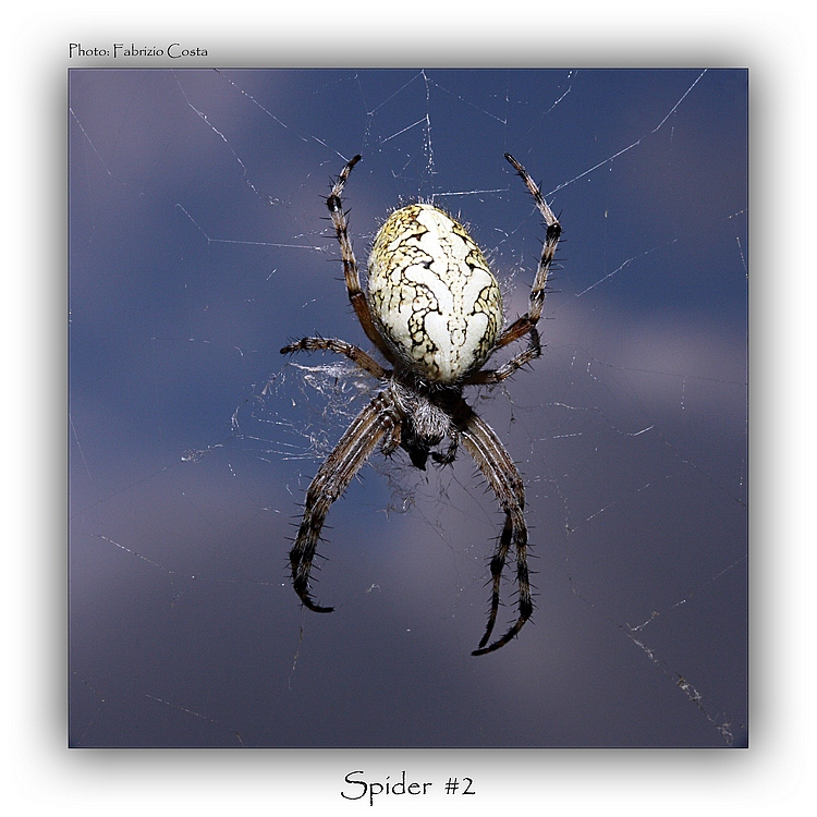 Spider #2