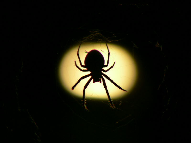 Spider