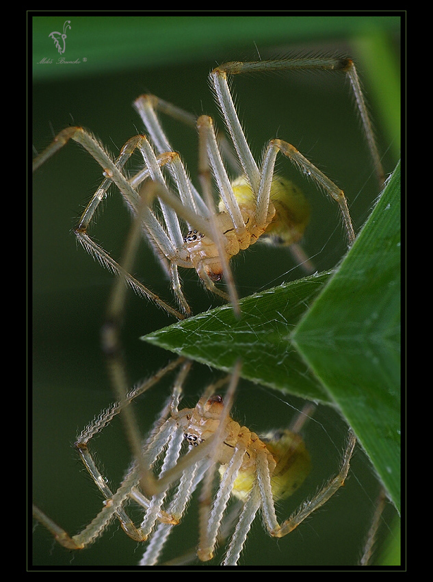 Spider