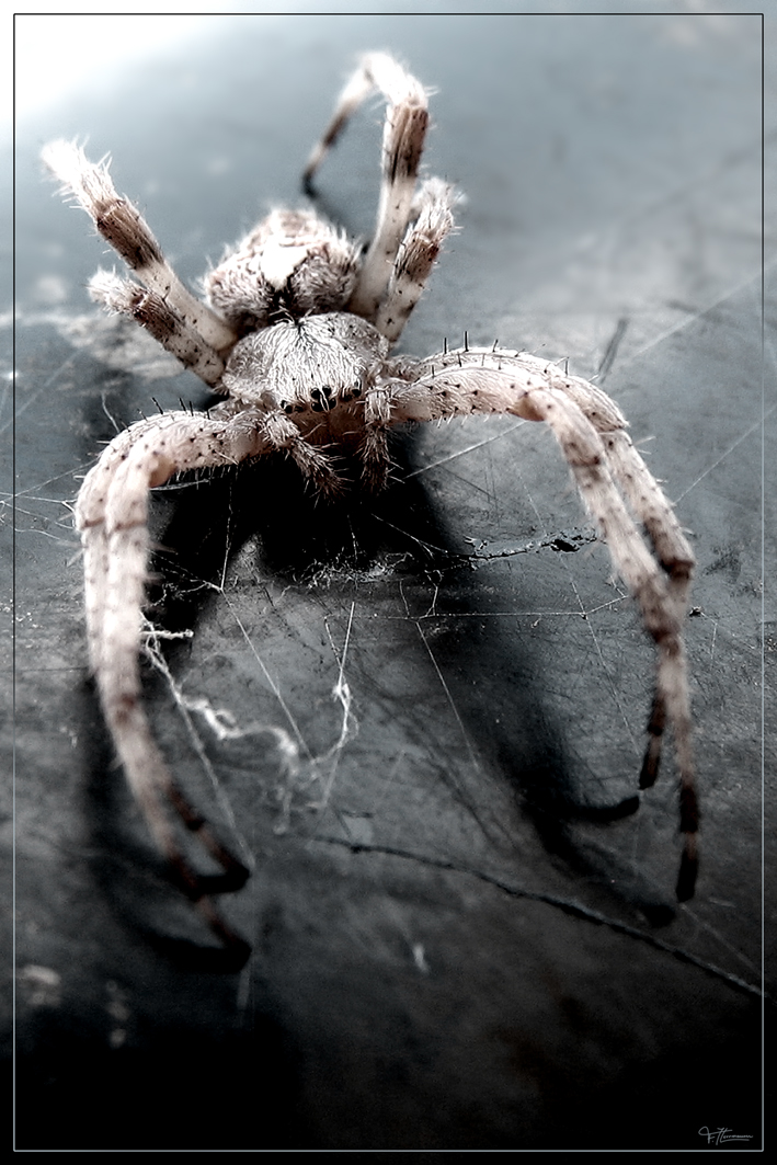 Spider