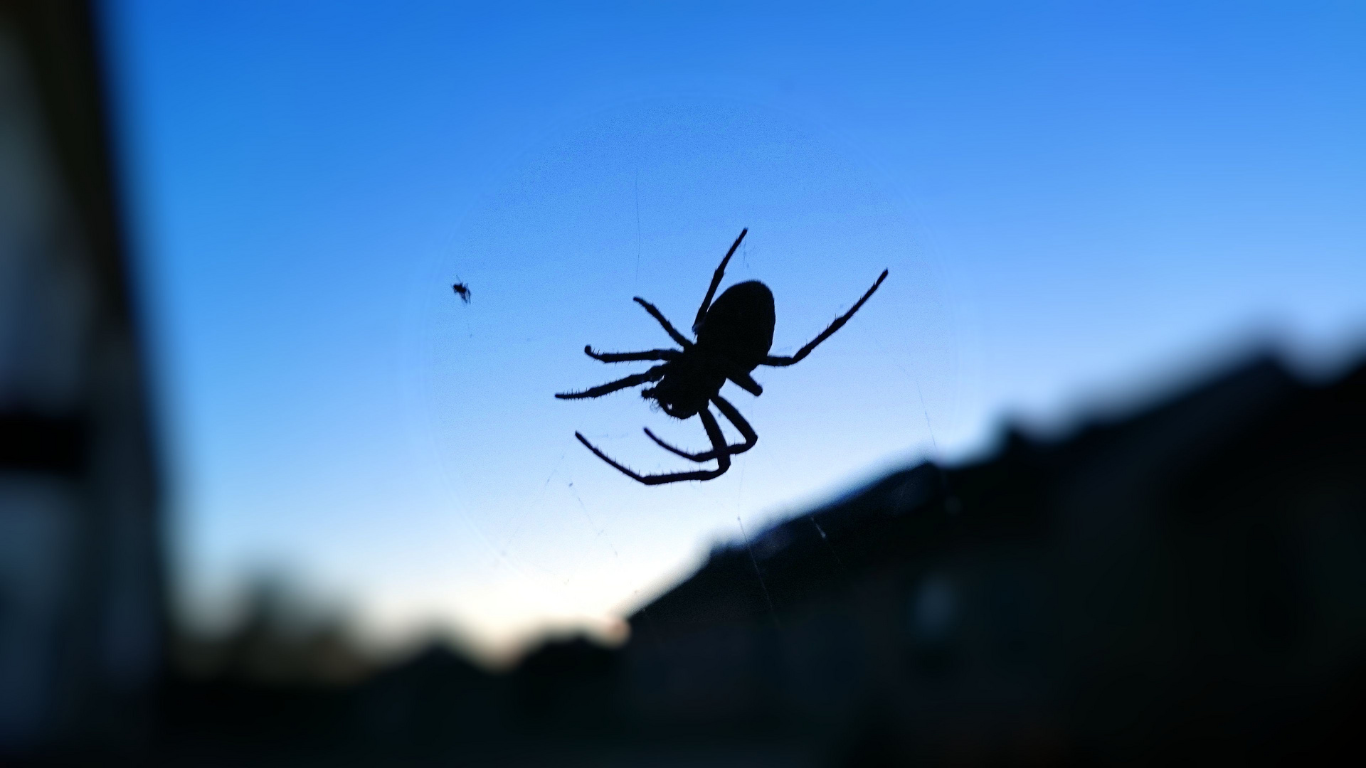 Spider