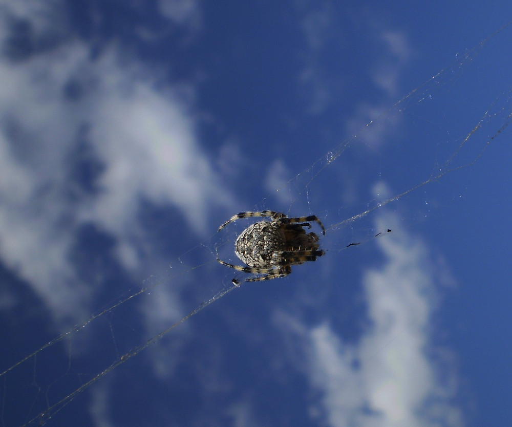 spider