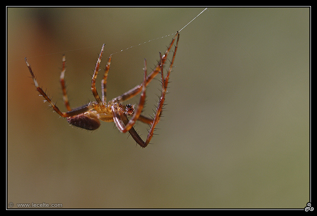 Spider