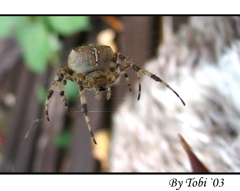 Spider