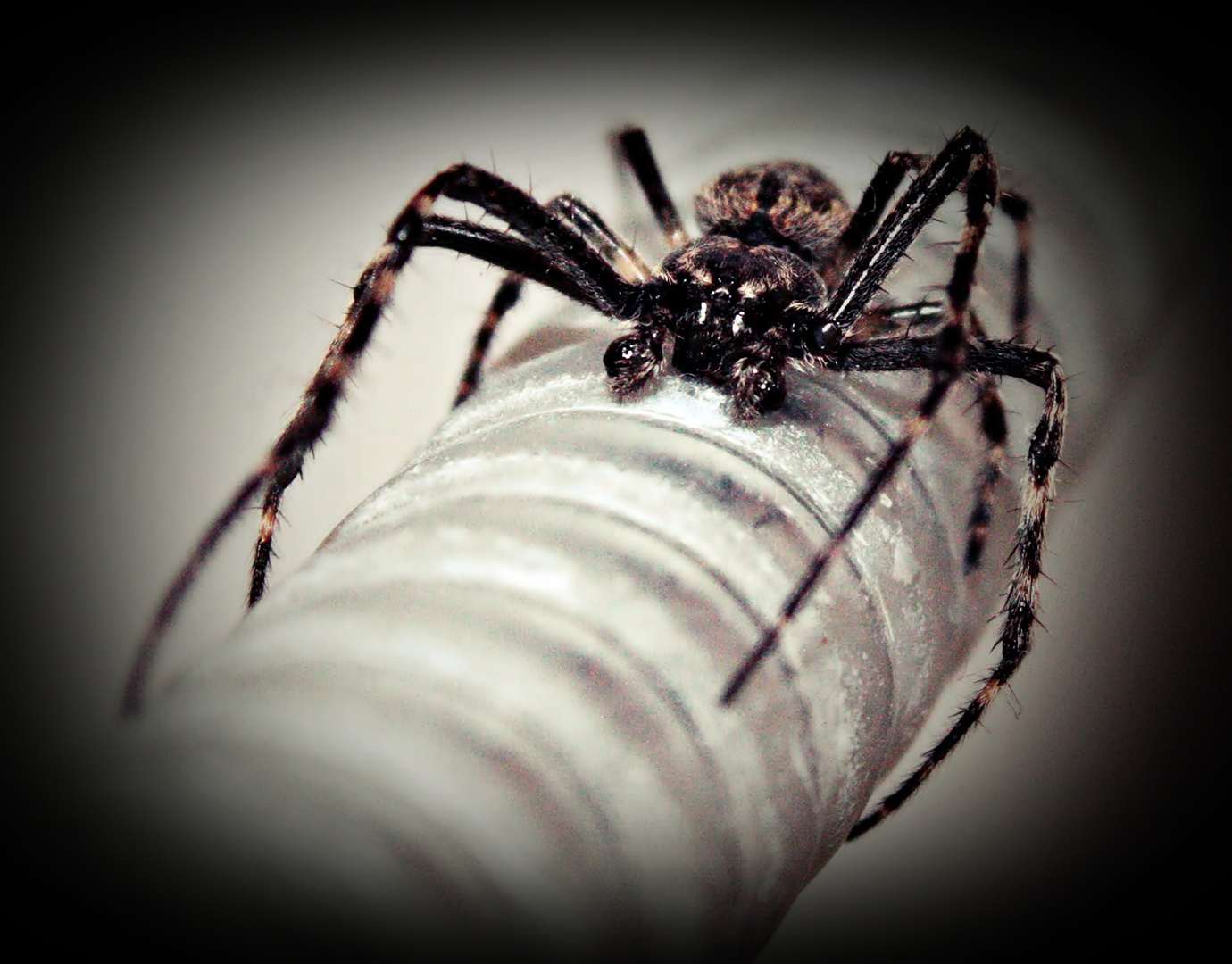 Spider