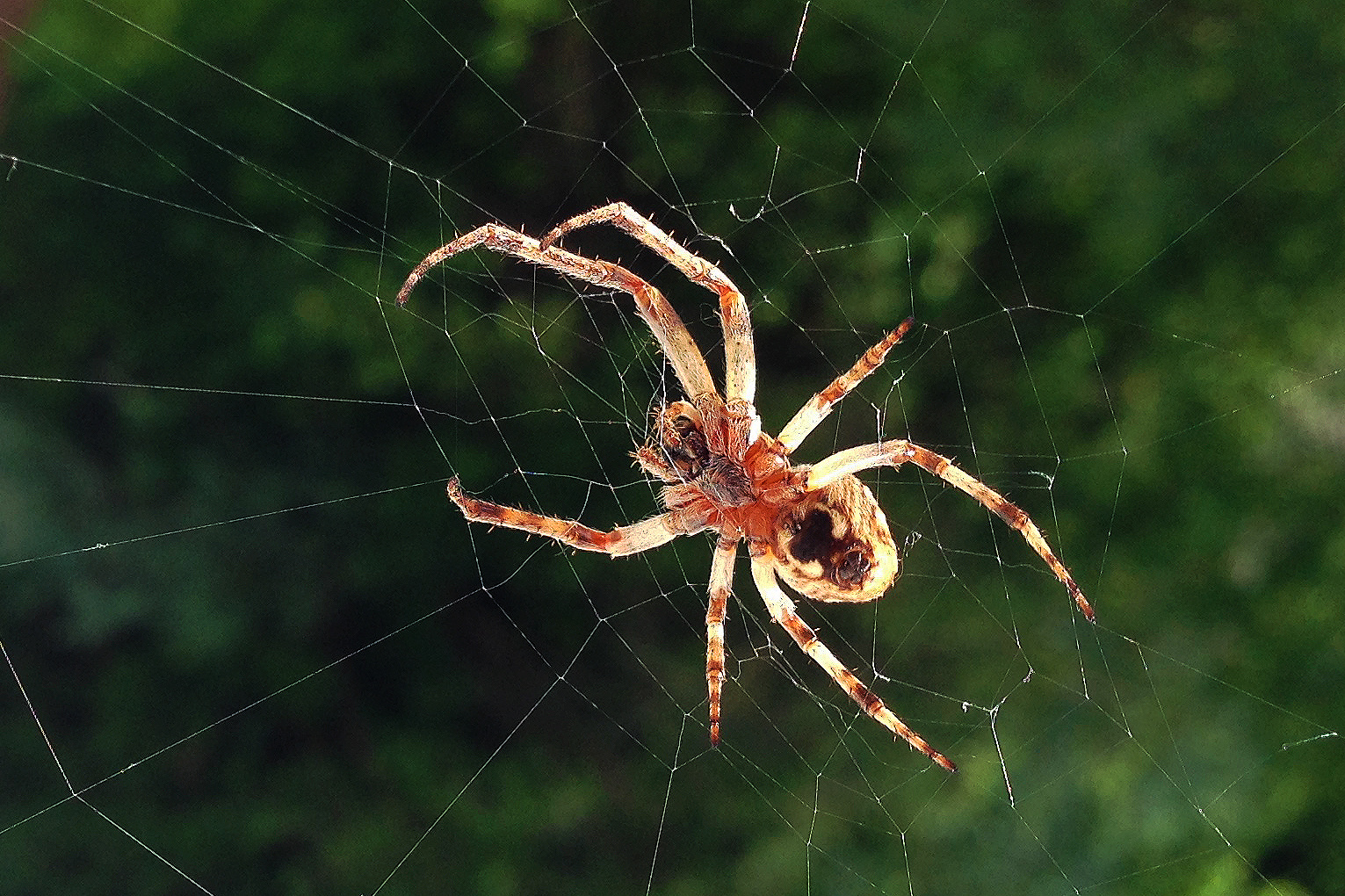 Spider