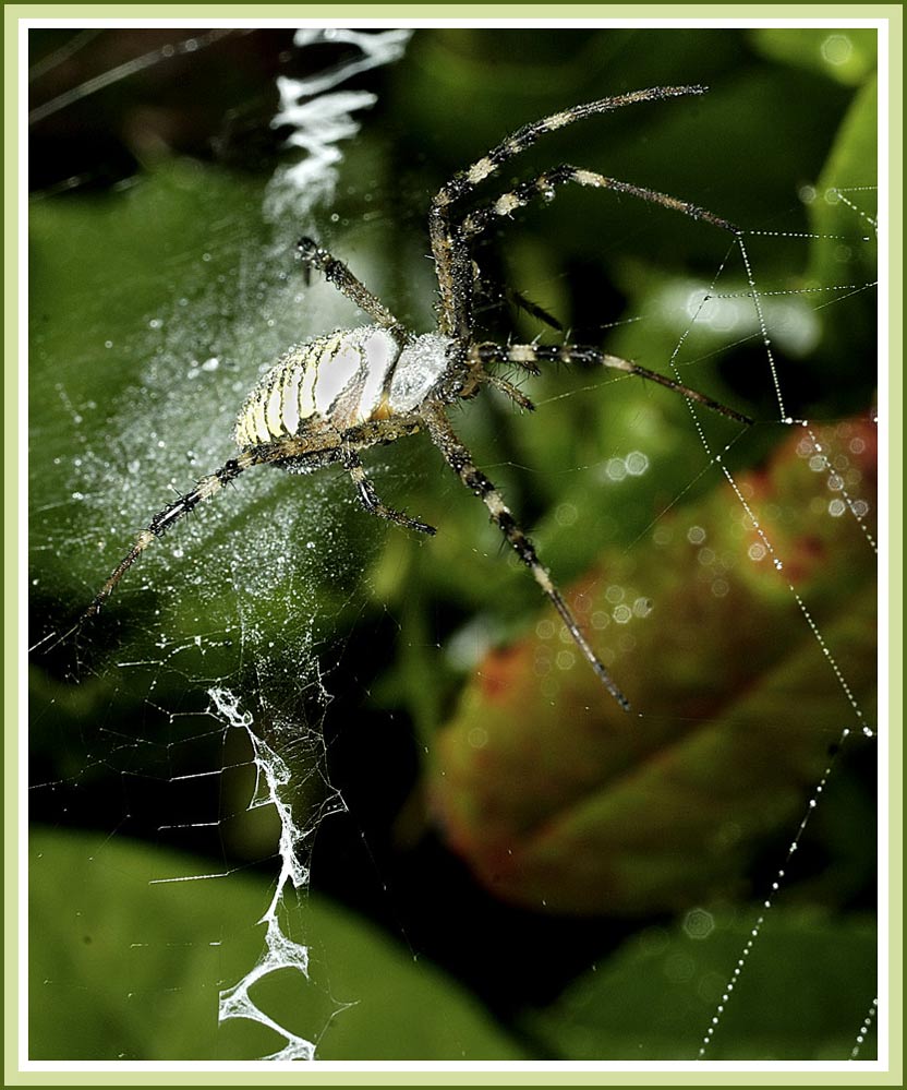 Spider