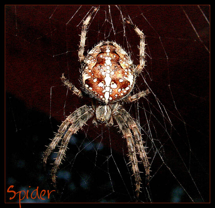 Spider