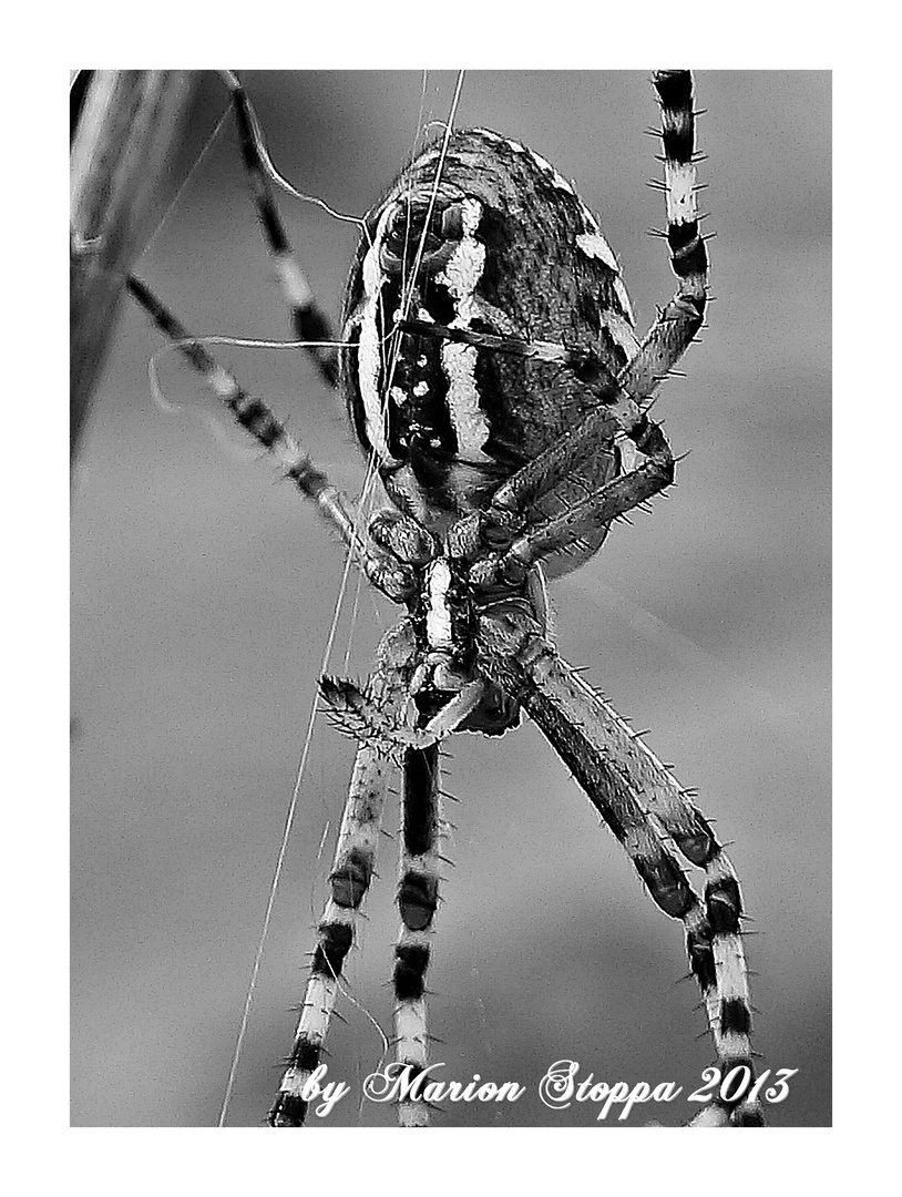 Spider