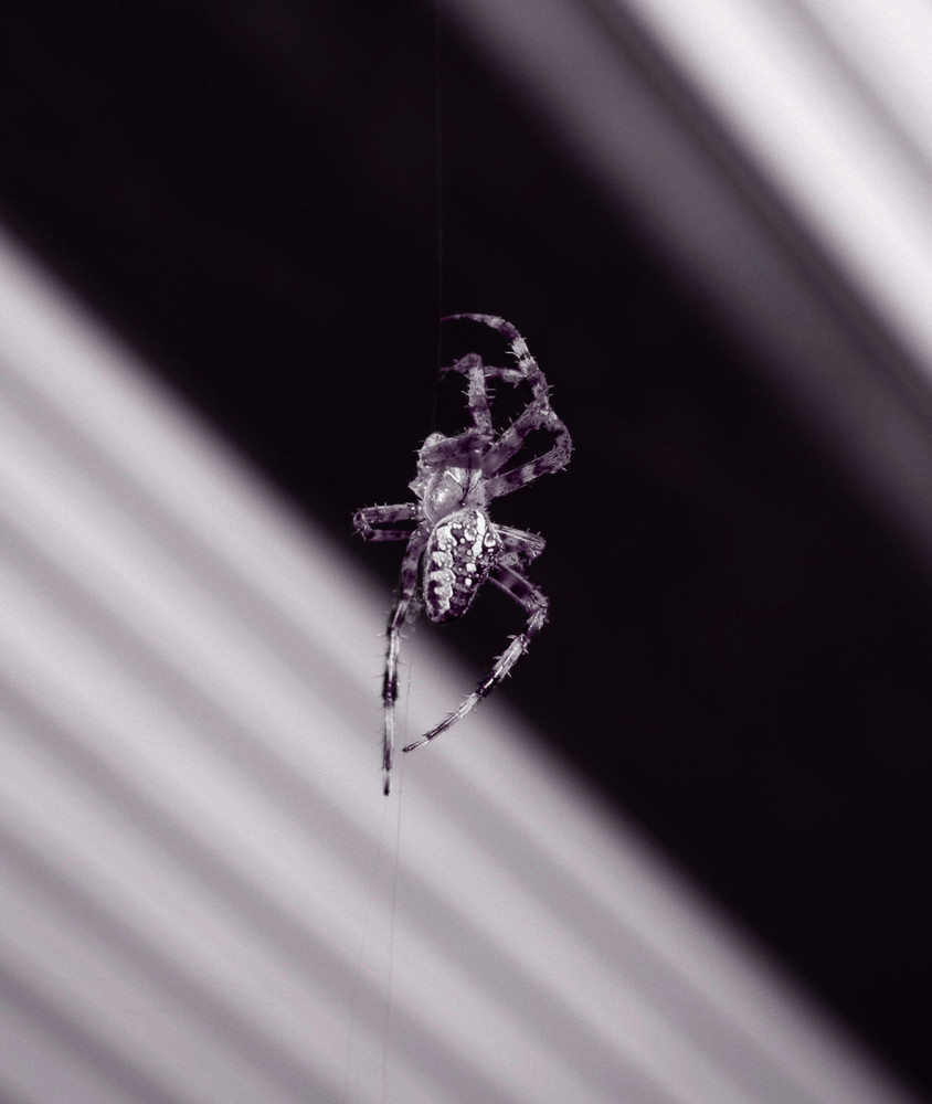 Spider