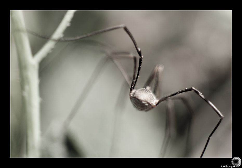 spider