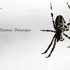 spider