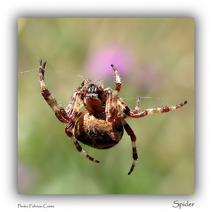 Spider