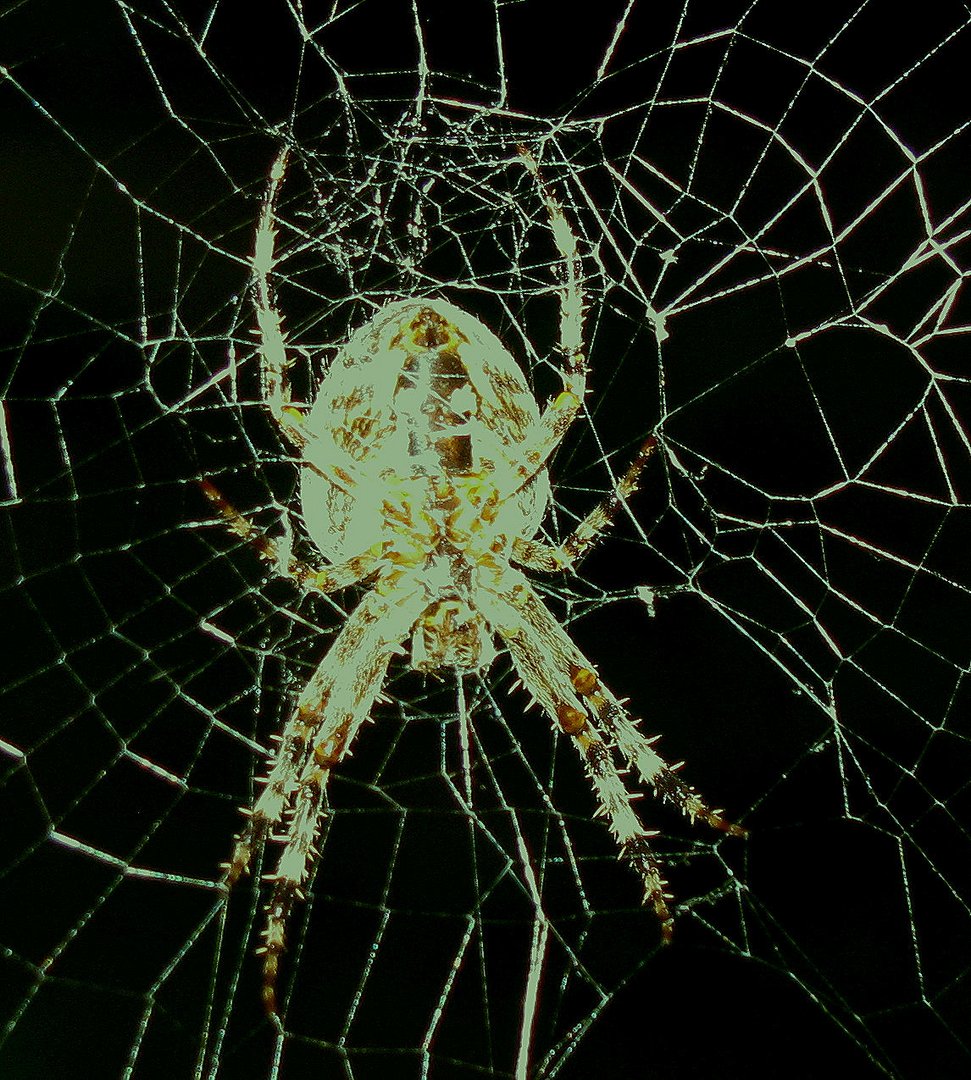 Spider