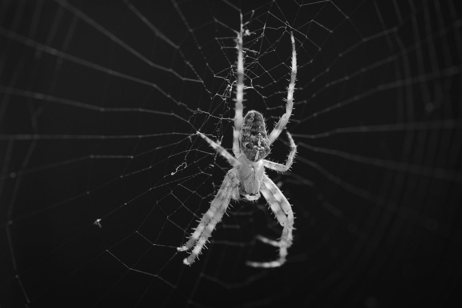 spider