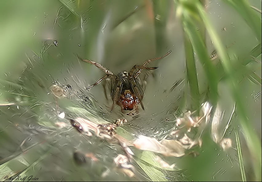 Spider