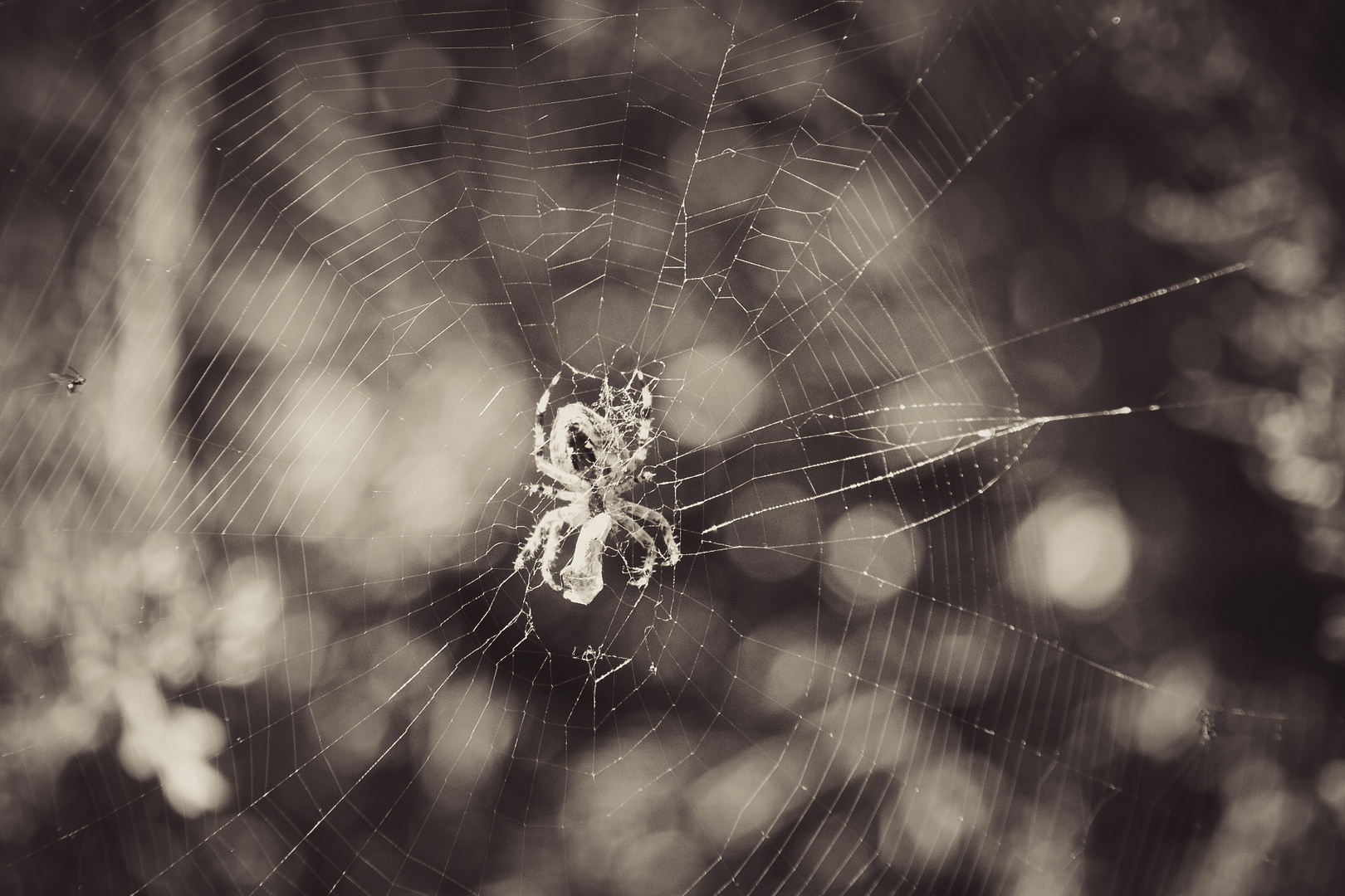 Spider and Cobweb