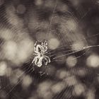 Spider and Cobweb