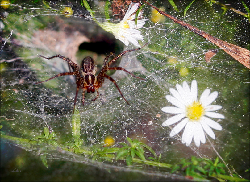 Spider and daisy.....