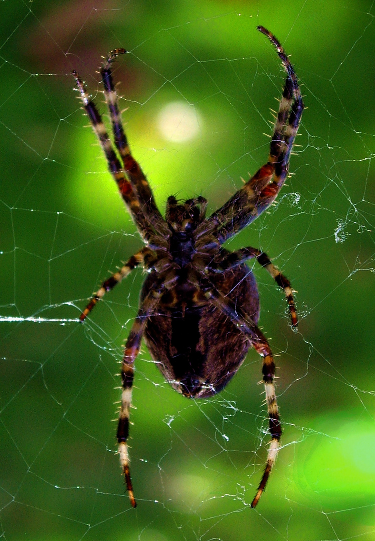 Spider and Full Moon