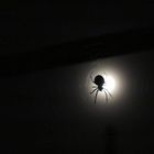 Spider and Moon