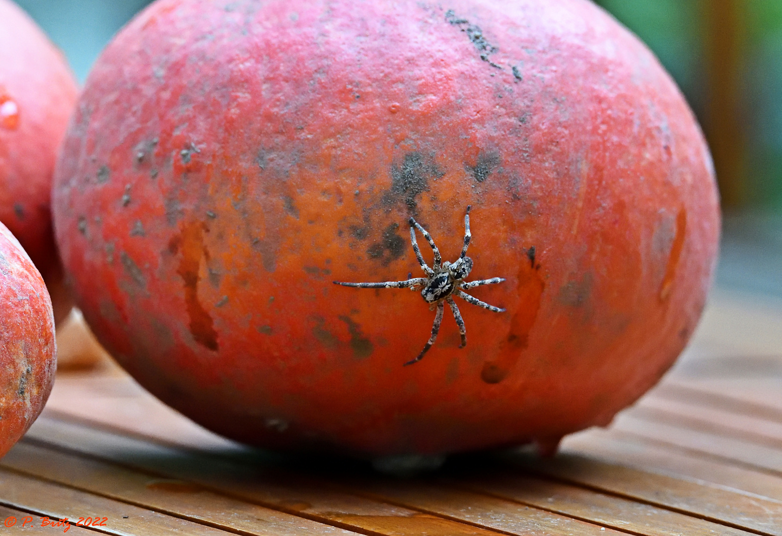 Spider and Pumpkin. Double Halloween!