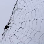 Spider and web