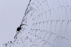 Spider and web