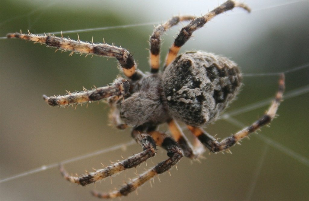 Spider; Araneus diadematus