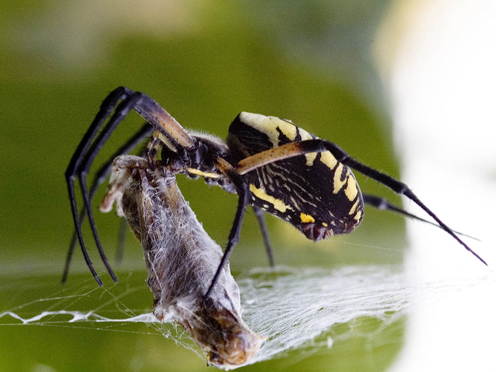 Spider at Dinner